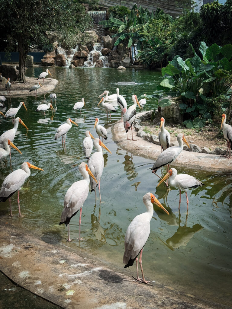 Top Things to Do in Kuala Lumpur, Malaysia img 1698 (1)