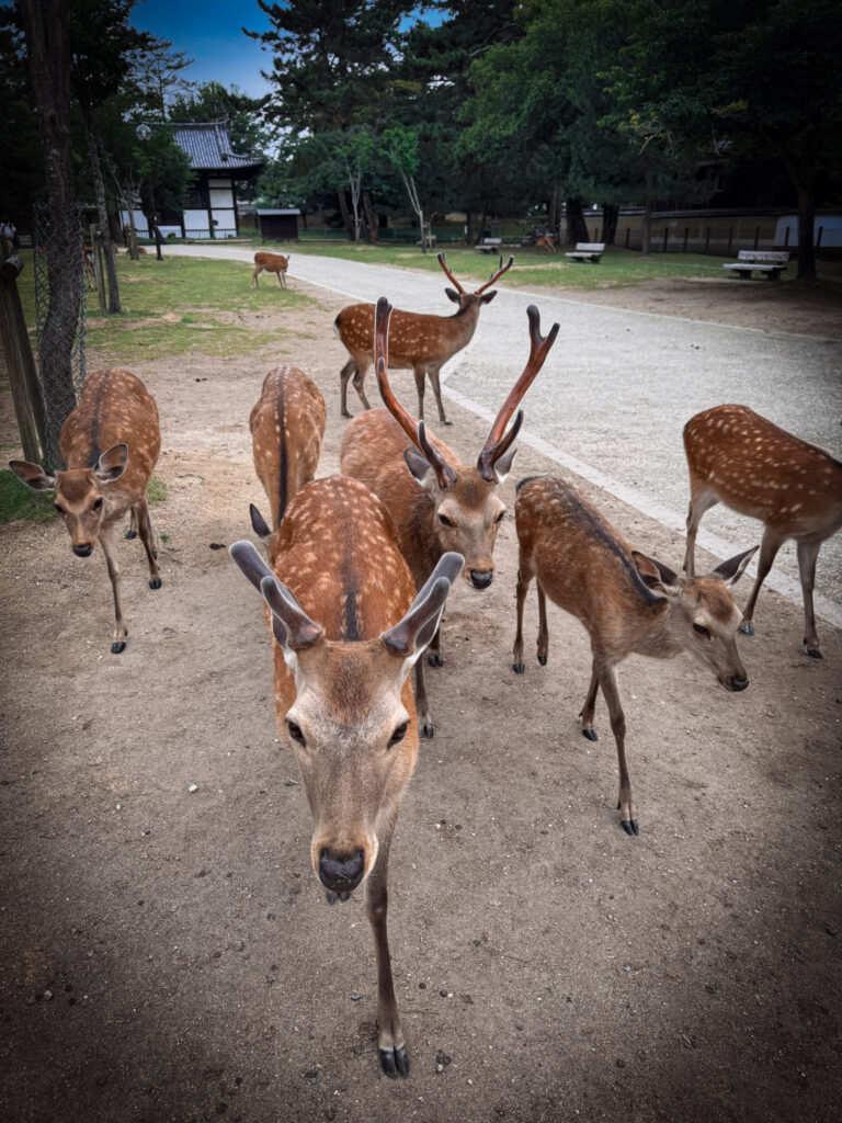 Japan in 12 Days: Totally Worth the Jetlag img 1887