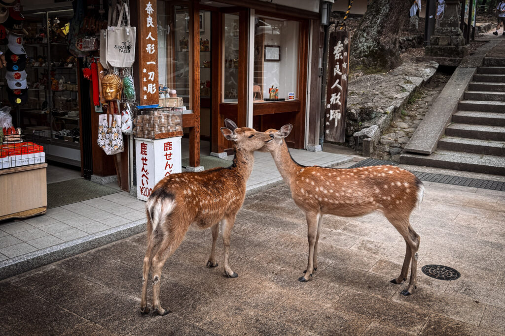 Japan in 12 Days: Totally Worth the Jetlag img 2107
