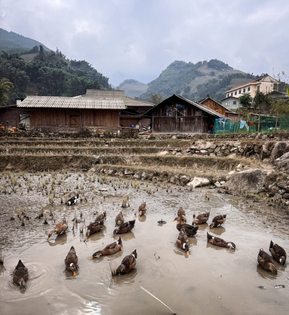 Northern Vietnam: Hanoi, Sapa & Ha Long Bay img 2832