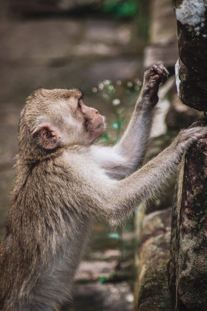 Angkor Wat: My Favorite 10 Temples Ranked alix guerin yyyzl5mzt0e unsplash (1)
