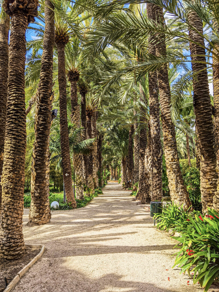 Elche's Palmeral with towering date palms lining a garden path