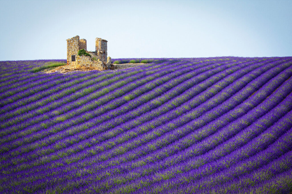 provence lavender france