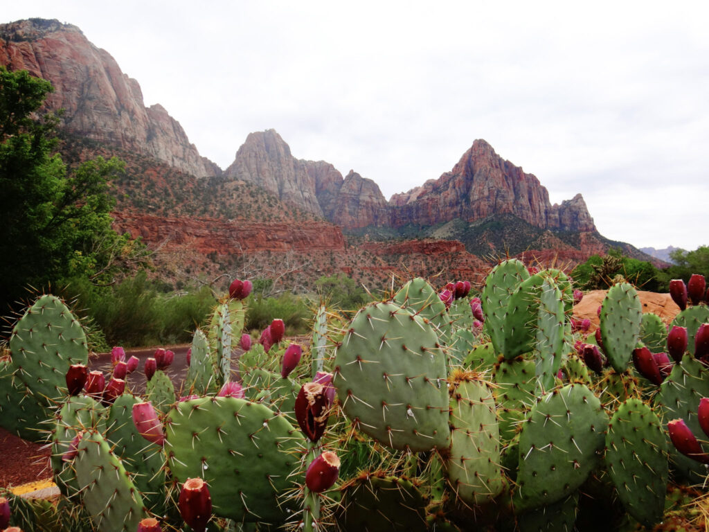 Zion National Park: The Complete Guide zion national park (2)