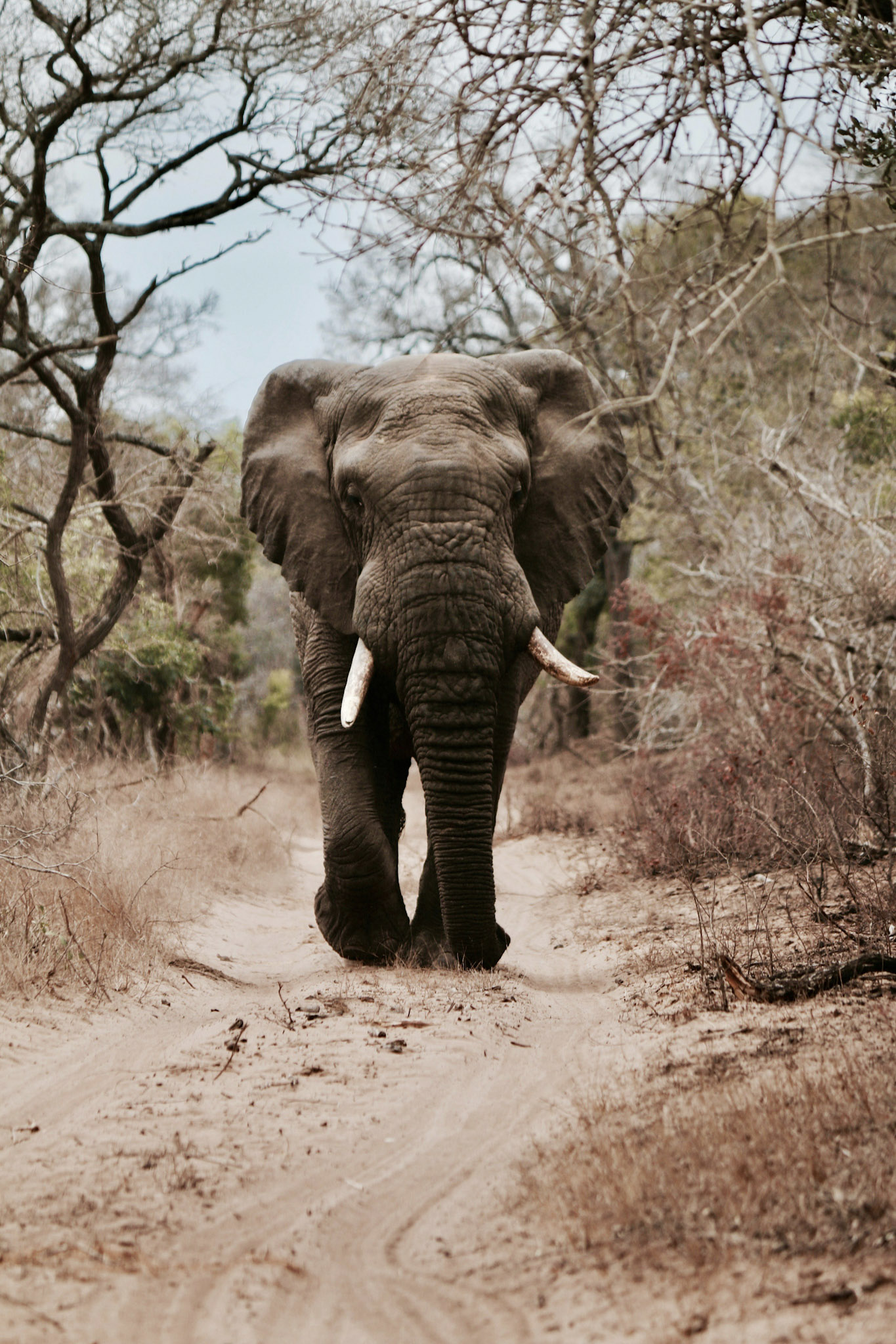 africa