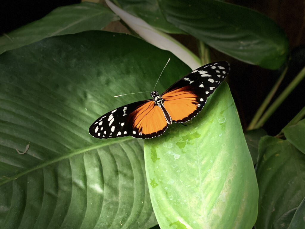 Top 10 Things to Do in Tenerife Orange and black tiger butterfly at Las Cañas Butterfly Farm, Icod de los Vinos, Tenerife