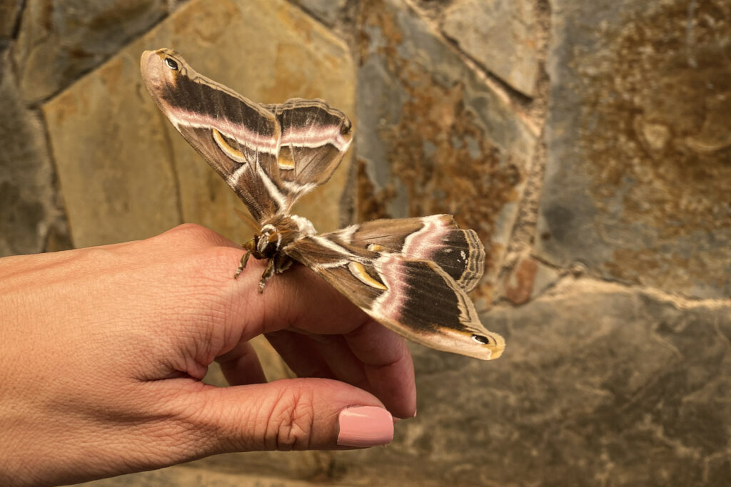 Top 10 Things to Do in Tenerife Large moth resting on a hand at Las Cañas Butterfly Farm, Tenerife