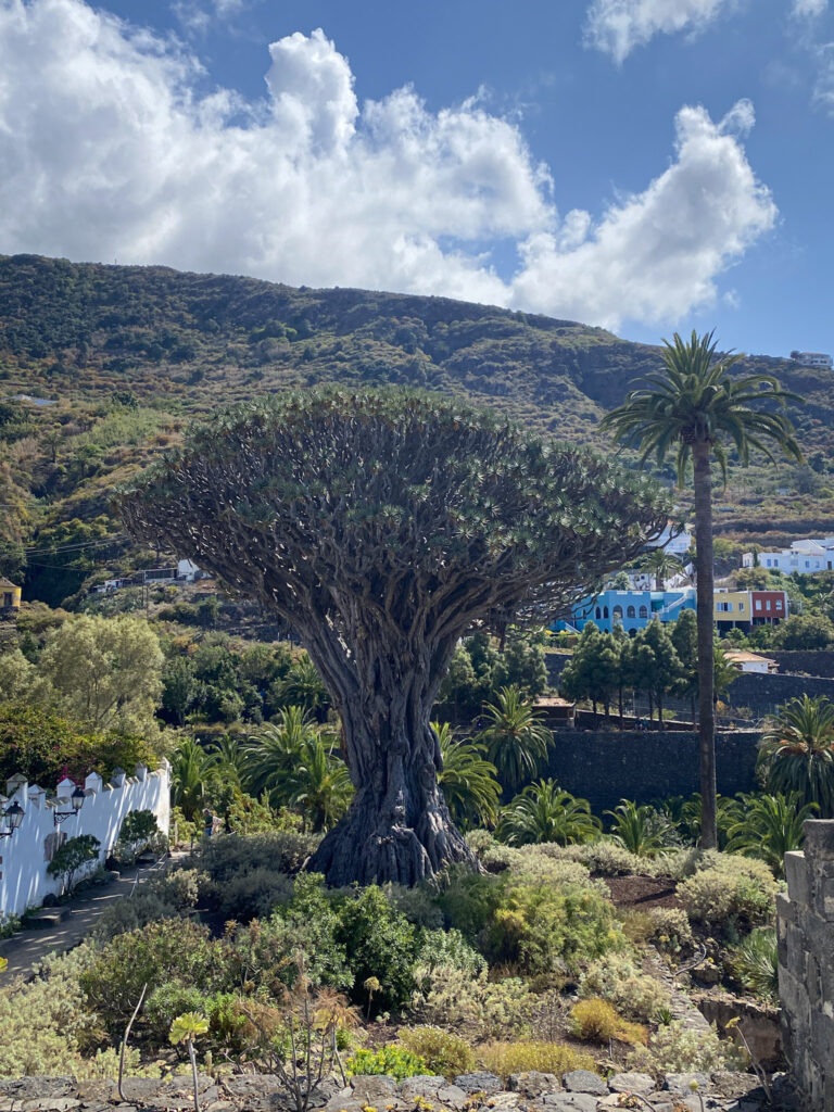 Top 10 Things to Do in Tenerife Drago Milenario, the thousand-year-old dragon tree in Icod de los Vinos, Tenerife