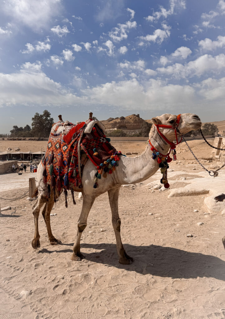 3 Days in Cairo, Egypt A dromedary camel wearing a colorful, traditional saddle blanket standing on the desert sand at Giza, Egypt