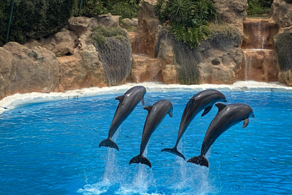 Top 10 Things to Do in Tenerife Dolphins jumping in a synchronized show at Loro Parque, Tenerife