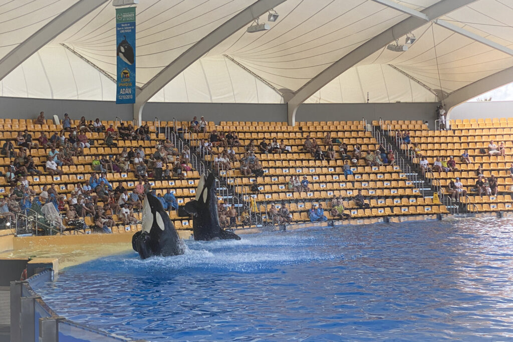 Top 10 Things to Do in Tenerife Orcas performing at Orca Ocean, Loro Parque, Tenerife