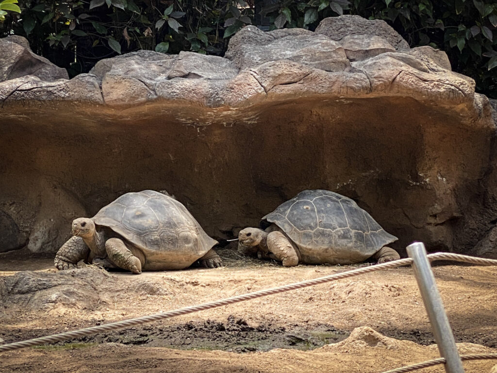 Top 10 Things to Do in Tenerife Giant tortoises at Loro Parque, Tenerife