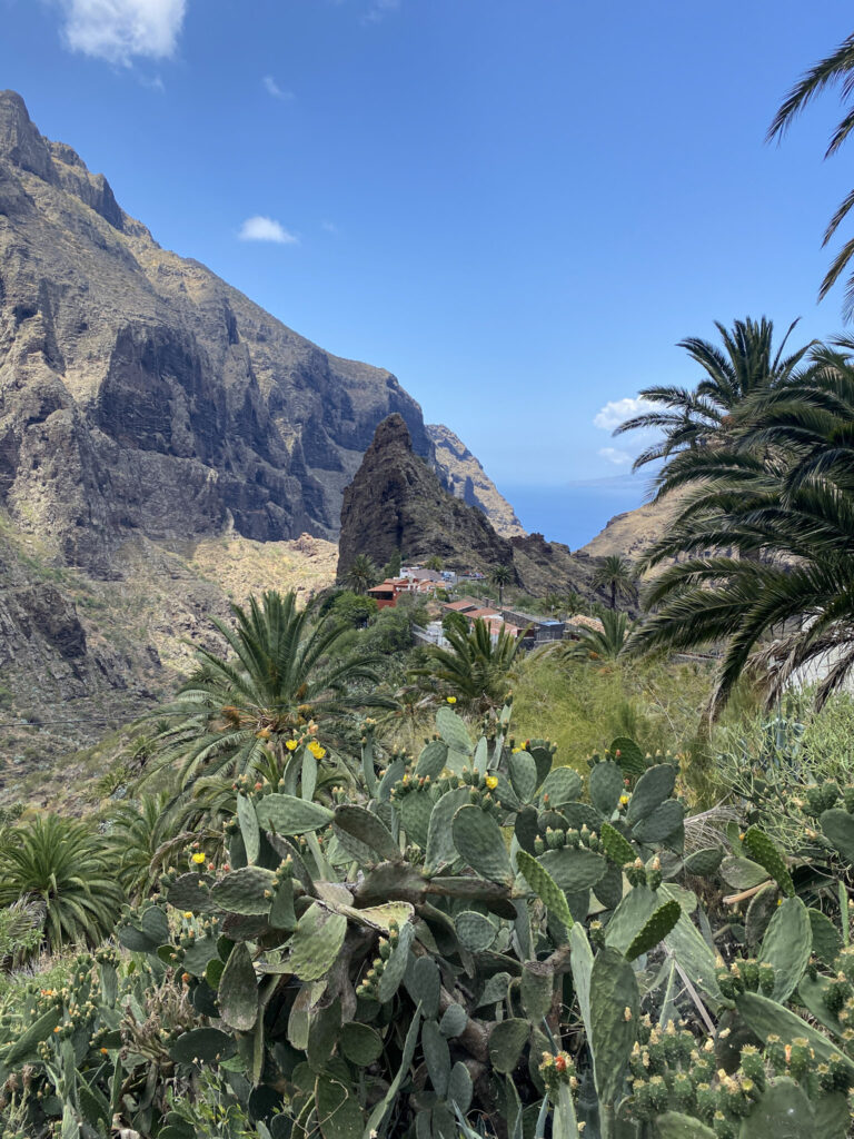 Top 10 Things to Do in Tenerife View of Masca village through cactus and palm trees, Tenerife