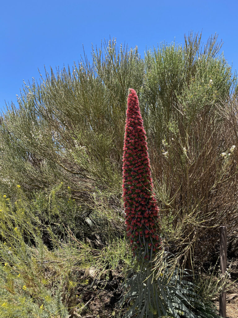 Top 10 Things to Do in Tenerife Tajinaste rojo, a red-flowered plant endemic to Teide National Park, Tenerife