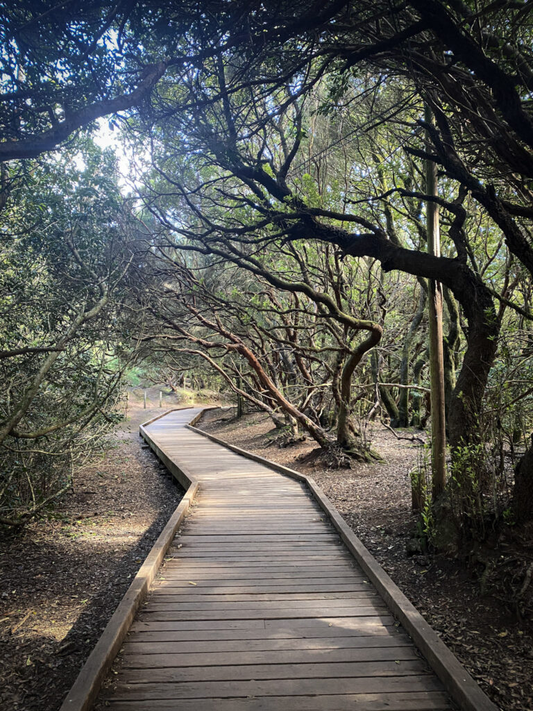Top 10 Things to Do in Tenerife Wooden boardwalk trail through the laurel forest in Parque Rural de Anaga, Tenerife