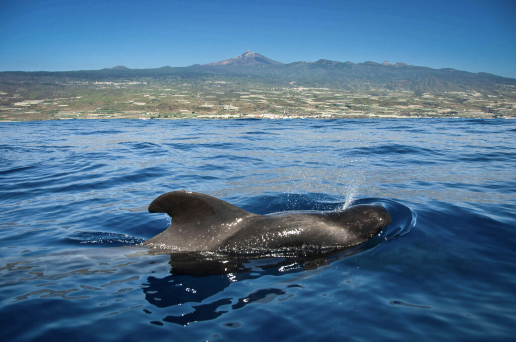 Top 10 Things to Do in Tenerife Pilot whale surfacing with Mount Teide in the background, Tenerife