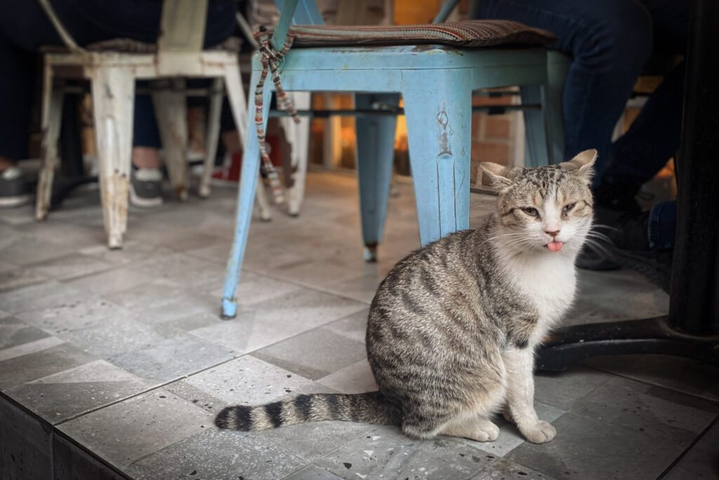 3 Days in Istanbul, Turkey A funny stray tabby cat sticking its tongue out at an outdoor cafe in Istanbul Turkey