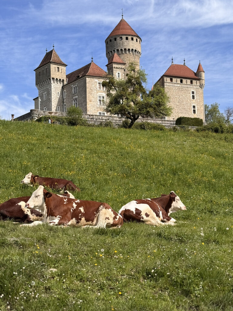 Top 10 Places in Southeastern France Brown and white cows rest on a lush green grass hillside in the foreground, with the historic medieval Château de Montrottier castle standing under a blue sky in the background near Annecy, France