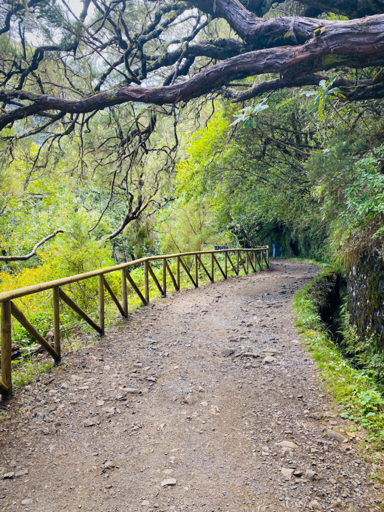 Madeira Travel Guide A scenic dirt hiking path lined with a rustic wooden log railing, winding beneath the ancient, twisted branches of centuries-old laurel trees in the UNESCO-listed Fanal Forest, Madeira.