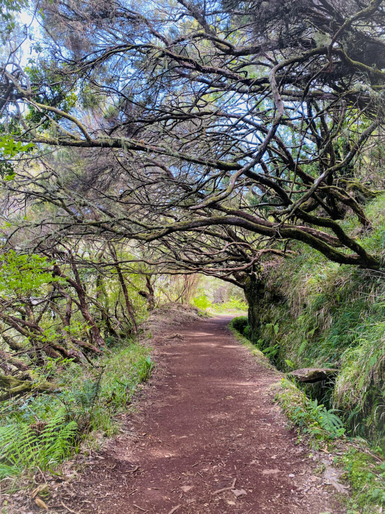 Madeira Travel Guide Twisted Tree Canopy Tunnel: A scenic dirt path winding beneath a dense natural tunnel of ancient wind-twisted tree branches and lush green ferns in the fairytale woodland of Fanal Forest, Madeira.