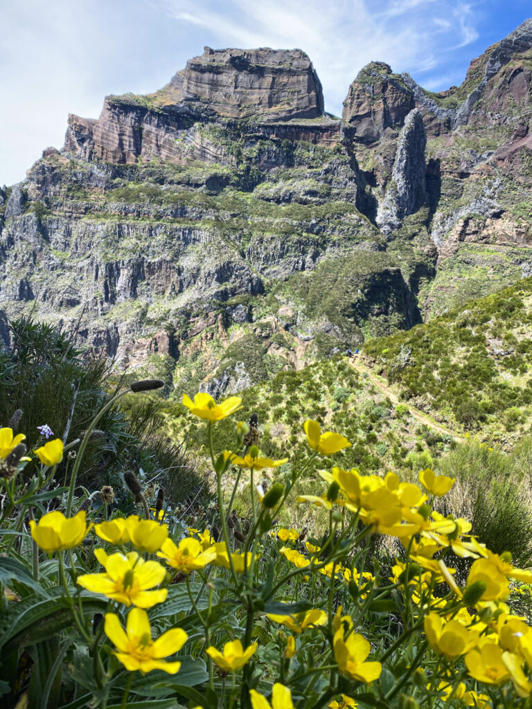 Madeira Travel Guide Vibrant yellow wildflowers blooming in the lush green valley foreground, with a hiking trail winding toward the massive, sheer layered volcanic mountain walls of Pico do Arieiro in Madeira.