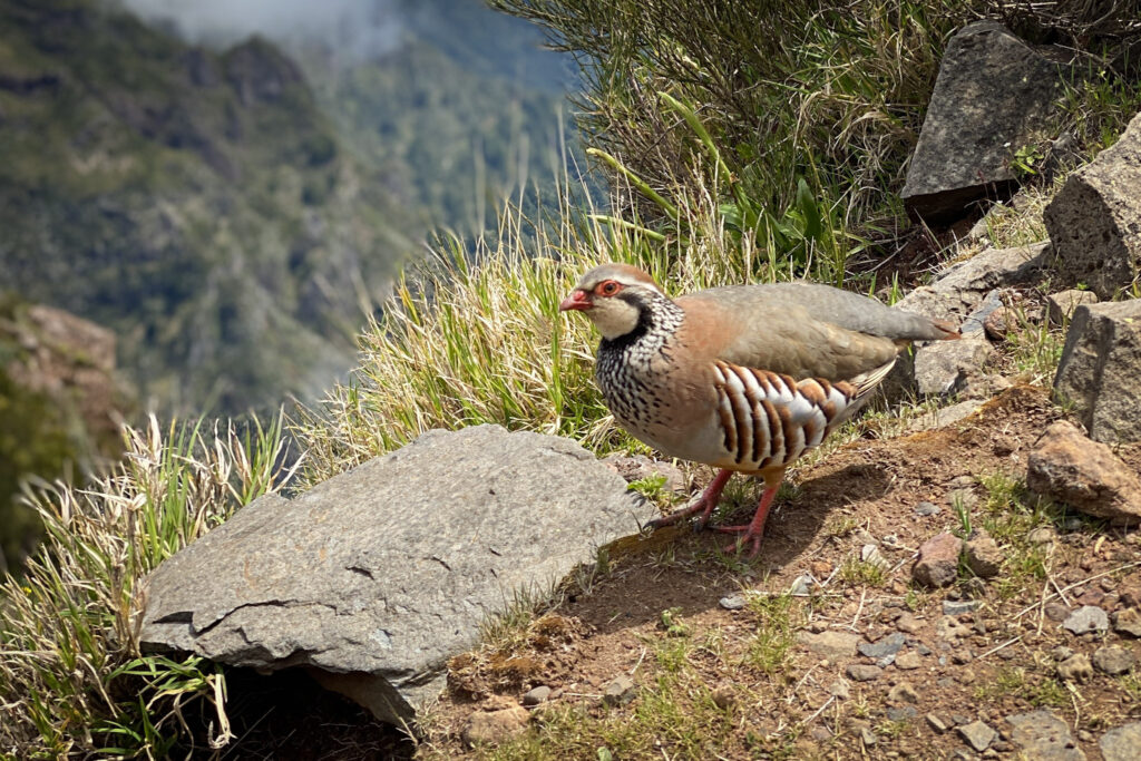 Madeira Travel Guide A colorful red-legged partridge standing on a rocky hillside path along the PR1 Vereda do Arieiro trail in Madeira.