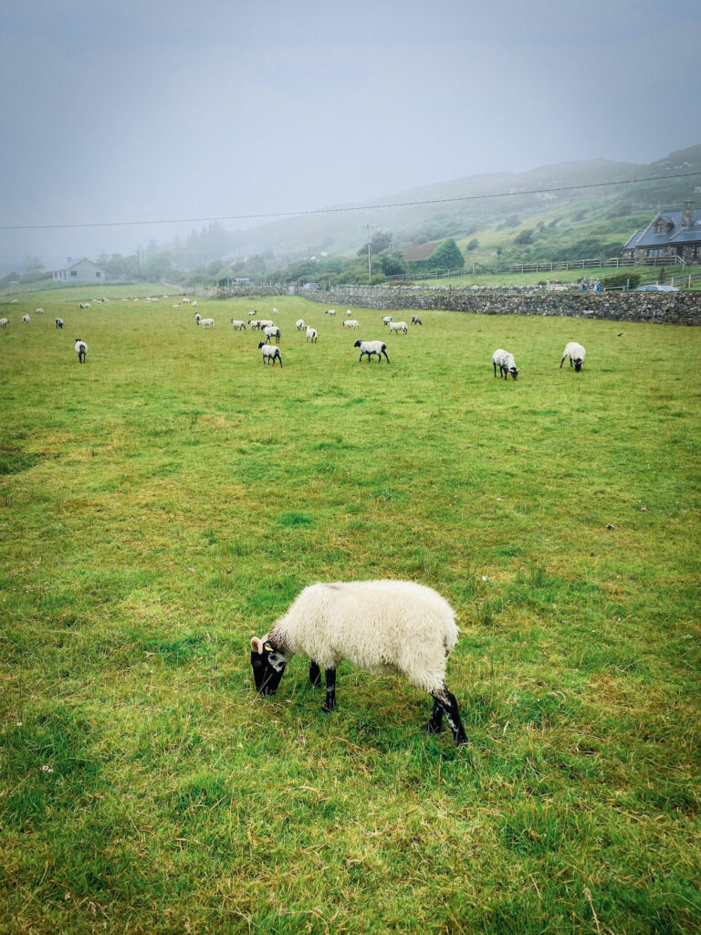 Best Attractions in Ireland pine island 04