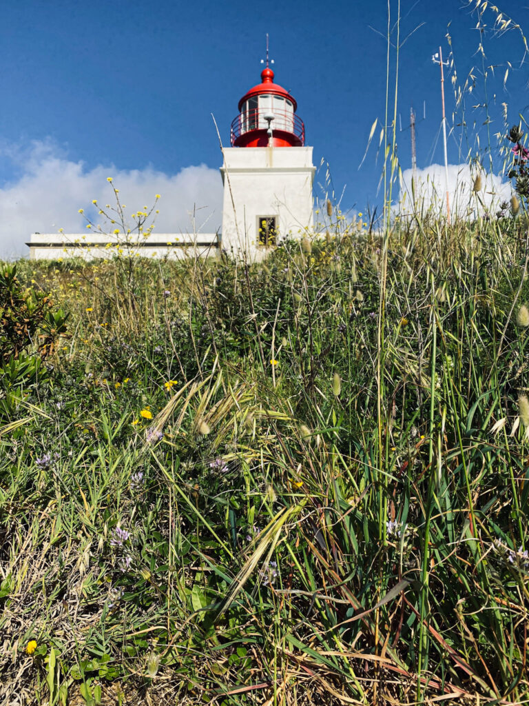 Madeira Travel Guide The historic white Ponta do Pargo Lighthouse with its bright red dome, rising above a field of tall wild grass under a blue sky.