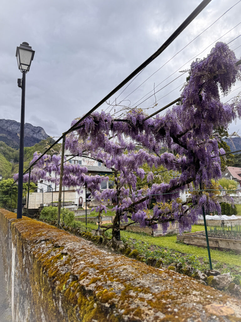 Top 10 Places in Southeastern France Vibrant purple wisteria vines bloom across a metal trellis in a quiet village garden with a classic street lamp and low stone wall, set against a backdrop of houses and mountains in Talloires, France