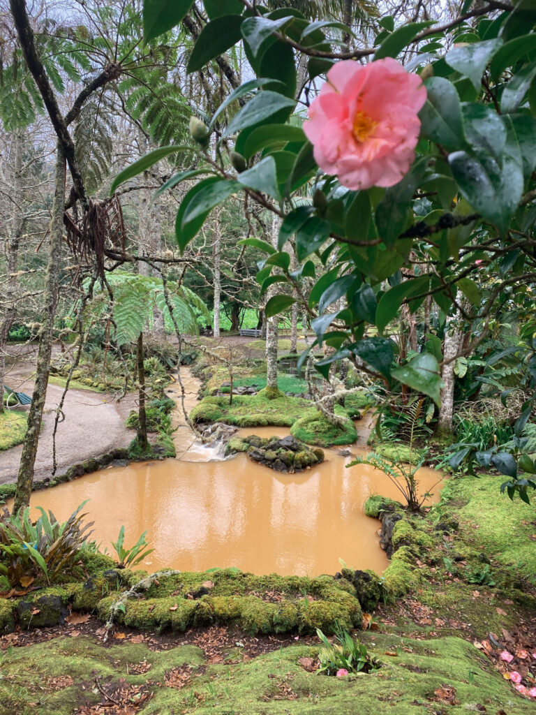 Top Things to Do in São Miguel, Azores A bright pink camellia flower blooming in the foreground, framing a muddy orange iron-rich geothermal pond and stone pathways at Parque Terra Nostra in Furnas, São Miguel, Azores.