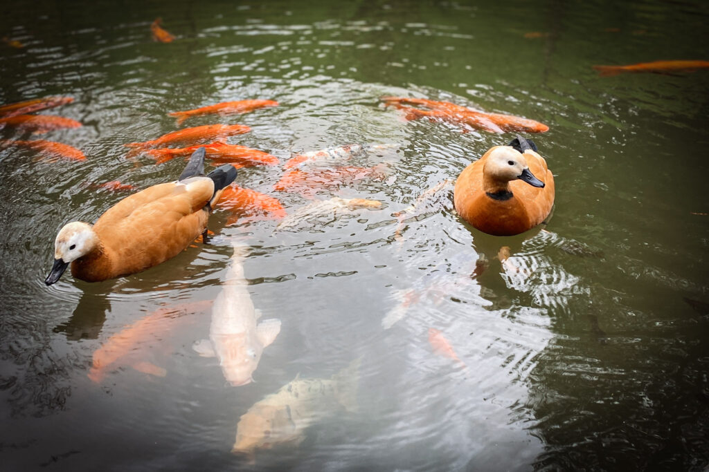 Top Things to Do in São Miguel, Azores Orange ducks and colorful koi fish swimming together in a freshwater pond.