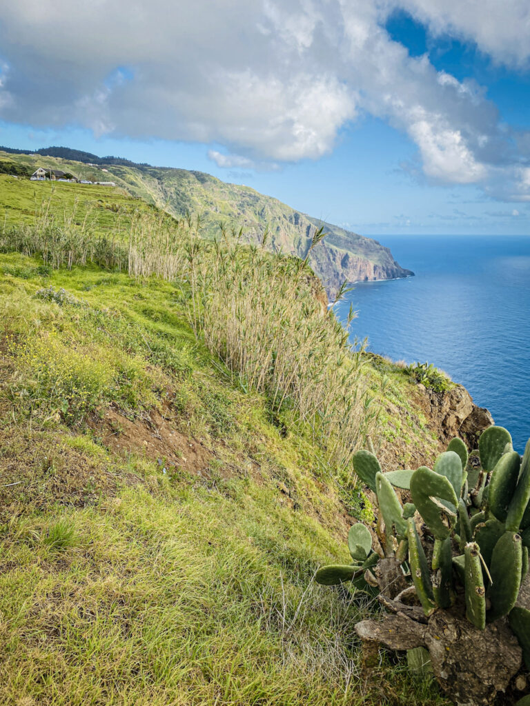 Madeira Travel Guide Lush green hillsides and prickly pear cactus overlooking the deep blue ocean along the coast of Madeira.